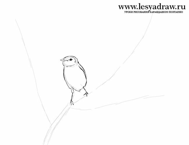 Как нарисовать птичку на ветке карандашом поэтапно