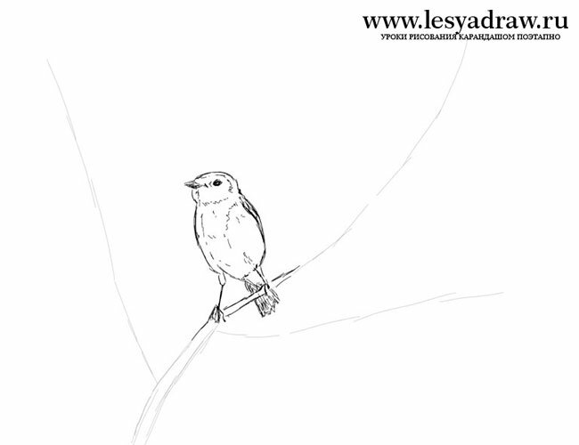 Как нарисовать птицу на ветке карандашом поэтапно