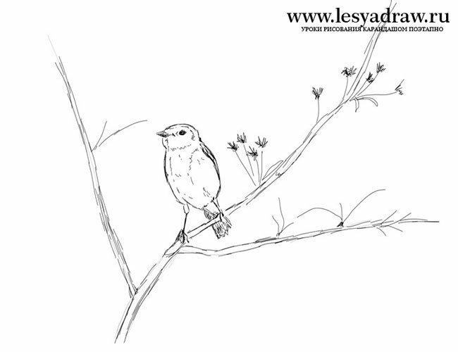 Как нарисовать птицу на ветке поэтапно