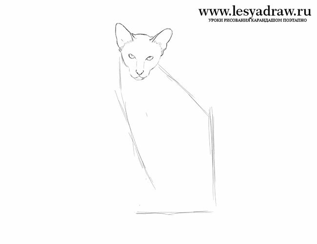 Как нарисовать сиамскую кошку карандашом поэтапно