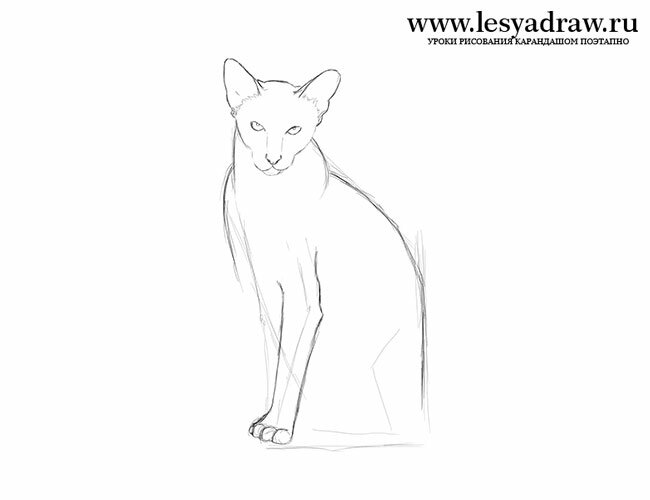 Как нарисовать сиамскую кошку поэтапно