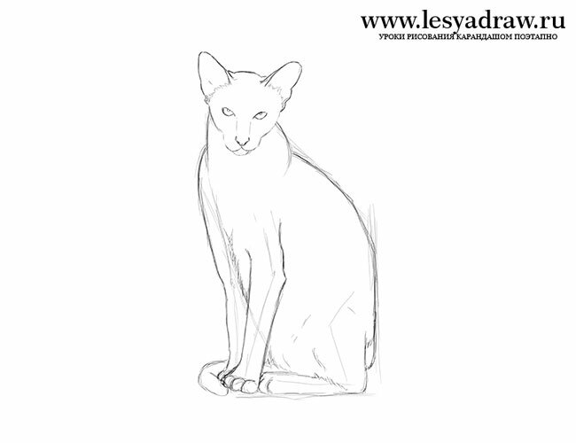 сиамская кошка карандашом