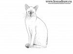 Как нарисовать сиамскую кошку