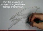 Как нарисовать ястреба карандашом 