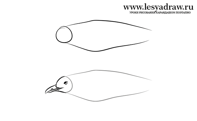 Как нарисовать чайку поэтапно