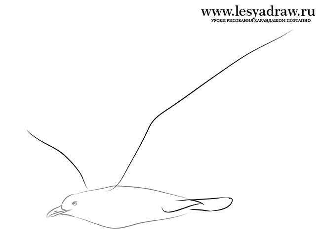 Как нарисовать чайку в полете карандашом поэтапно