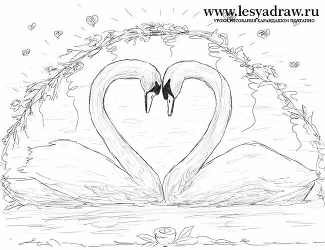 Как нарисовать влюбленных лебедей