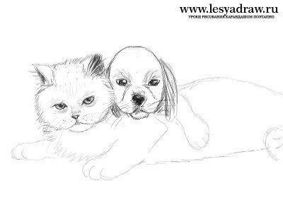 Как нарисовать собаку и кошку  поэтапно