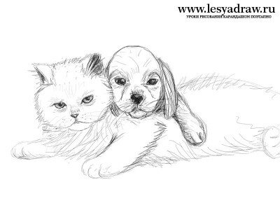 Как нарисовать собаку и кошку карандашом 