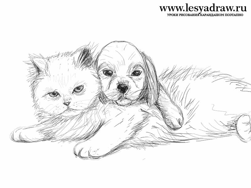 Как нарисовать собаку и кошку