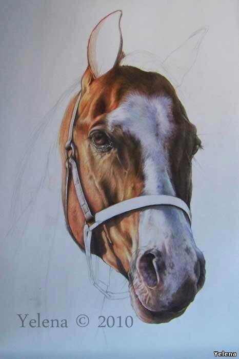 Как рисовать лошадь цветными карандашами