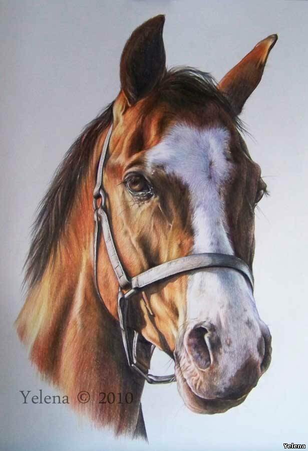 Как рисовать лошадь цветными карандашами