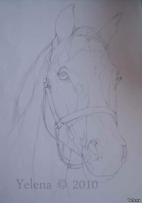 как нарисовать лошадь фото