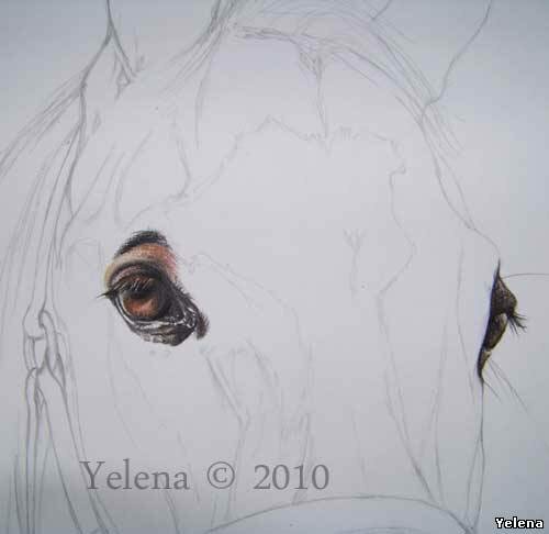 Как нарисовать глаза лошади