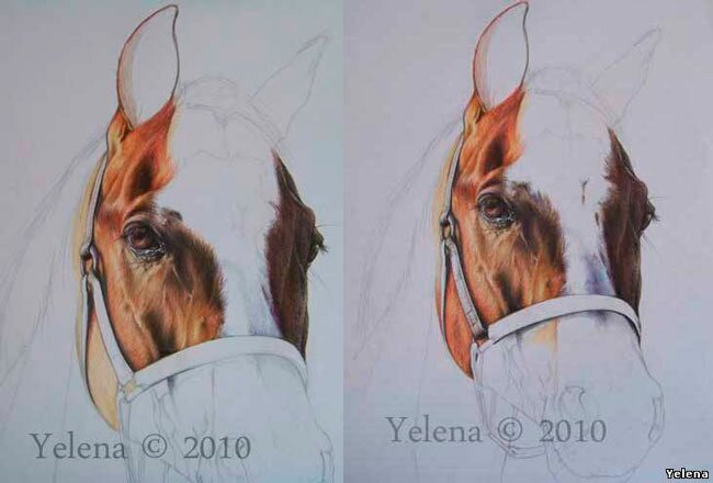 картинки красивые лошади нарисованные