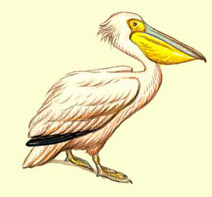 Как нарисовать пеликана 