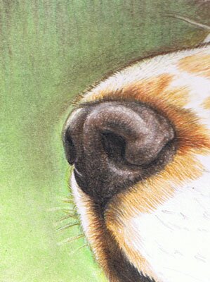 Как нарисовать нос собаки
