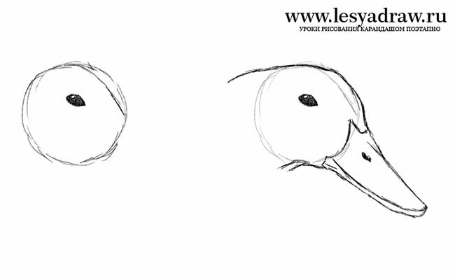 Как нарисовать голову утки