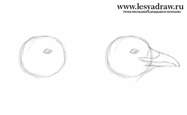 Как нарисовать голову вороны