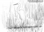 Как нарисовать цаплю на болоте