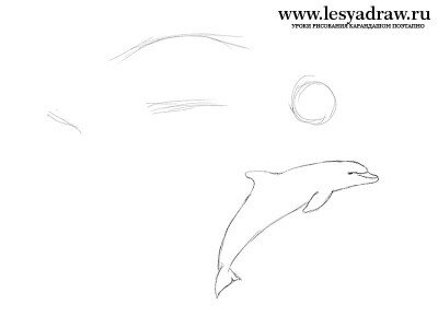 Как нарисовать дельфина карандашом поэтапно