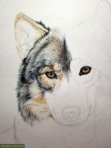 Рисование уха волчицы
