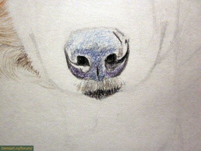 Как нарисовать нос животного