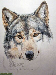 Рисунки волчица