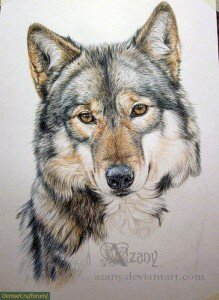 Как нарисовать волка цветными карандашами
