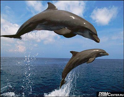 Рисуем дельфинов