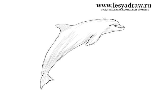 Как рисовать дельфина карандашом поэтапно