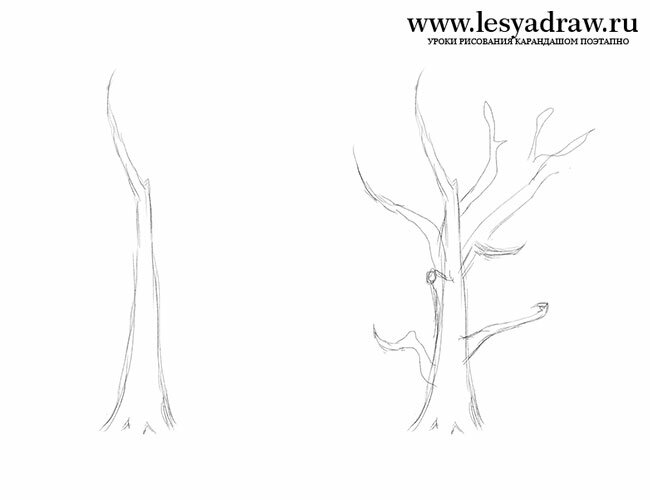 Как нарисовать дерево без листьев