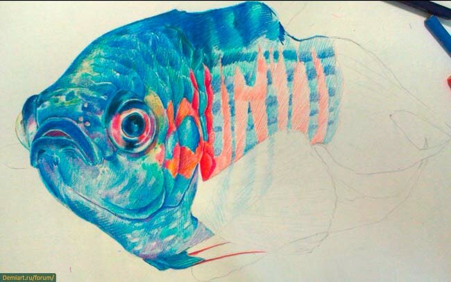 Как нарисовать рыбу поэтапно