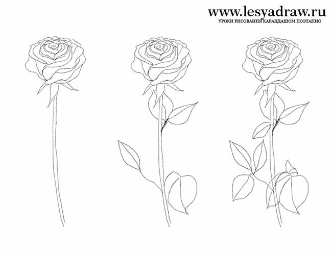 Как нарисовать красивый цветок карандашом поэтапно