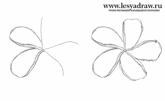 Как нарисовать необычный цветок карандашом поэтапно