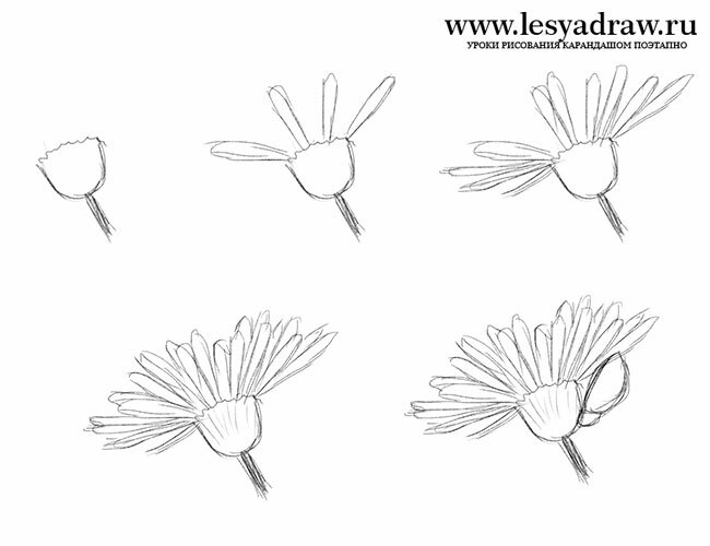 Как нарисовать полевой цветок карандашом поэтапно
