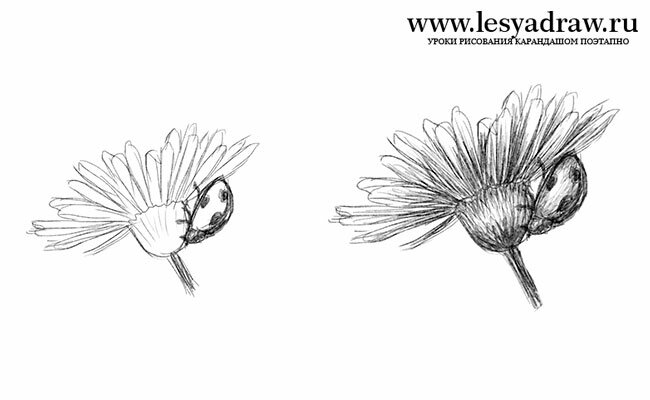 Как нарисовать полевой цветок