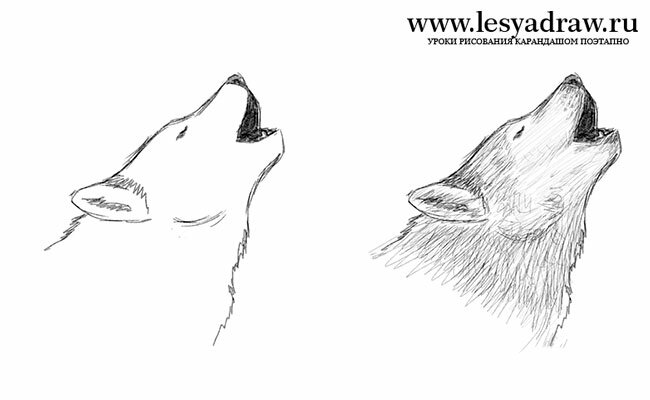 Как нарисовать воющего волка