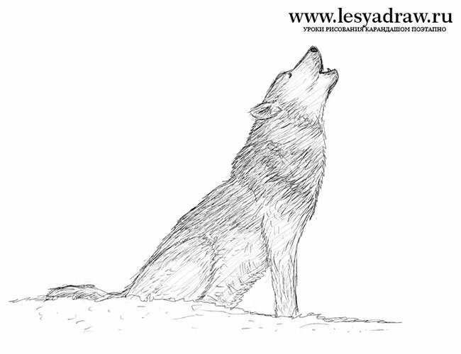 Как нарисовать воющего волка 
