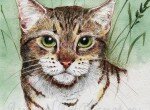 Как нарисовать кота акварелью и акварельными карандашами