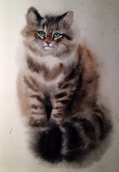Как нарисовать сибирскую кошку акварелью